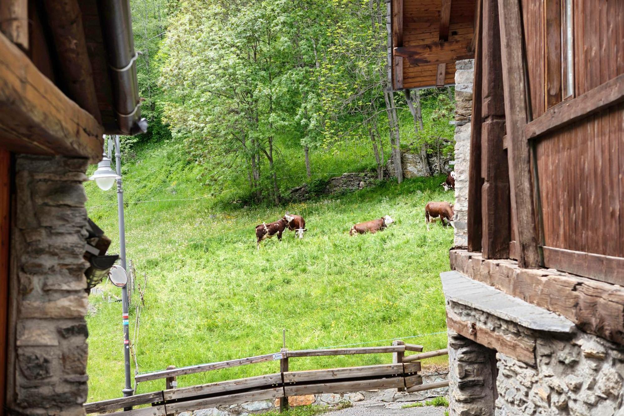 Aux Pieds Du Malatra' 1 Lejlighed Saint-Rhemy-En-Bosses Eksteriør billede